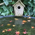Bed & Breakfast D'hotes Du Clos Bamboo Mérignac