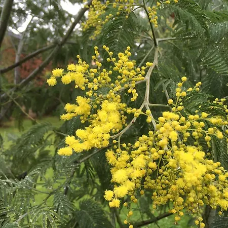 Bed and breakfast D'hotes Du Clos Bamboo Mérignac