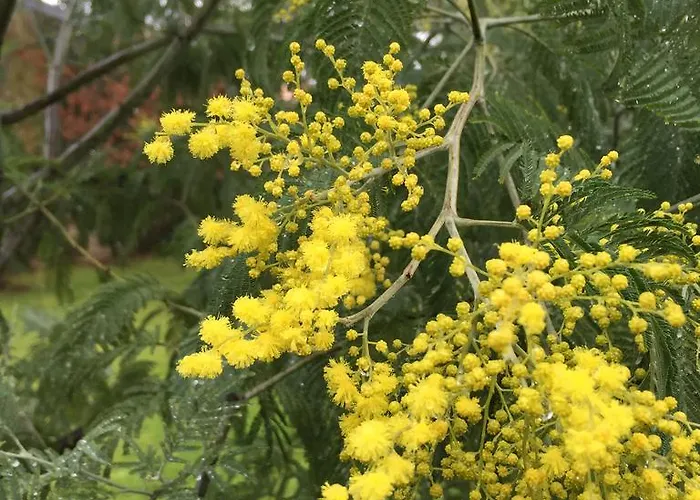 Bed & Breakfast D'hotes Du Clos Bamboo Mérignac